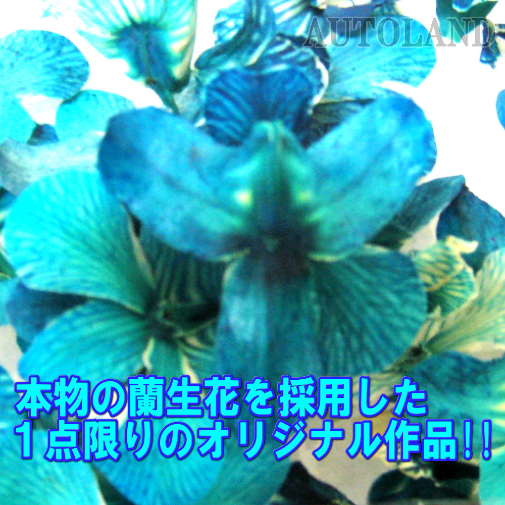 ALTEED / 水中花シフトノブ/本物蘭/生花作品/200mm 20cmロングサイズ/青色